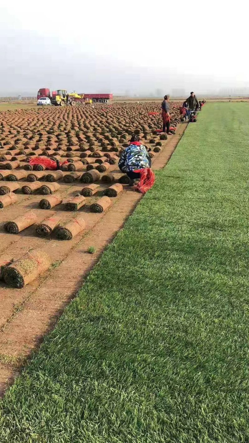 正宗高尔夫草坪，精品混播果岭草草皮