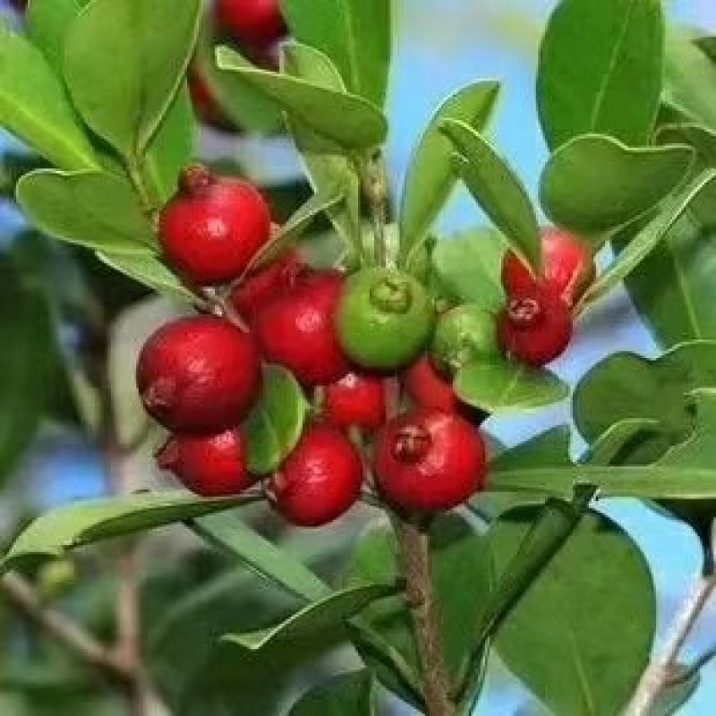 草莓番石榴树苗