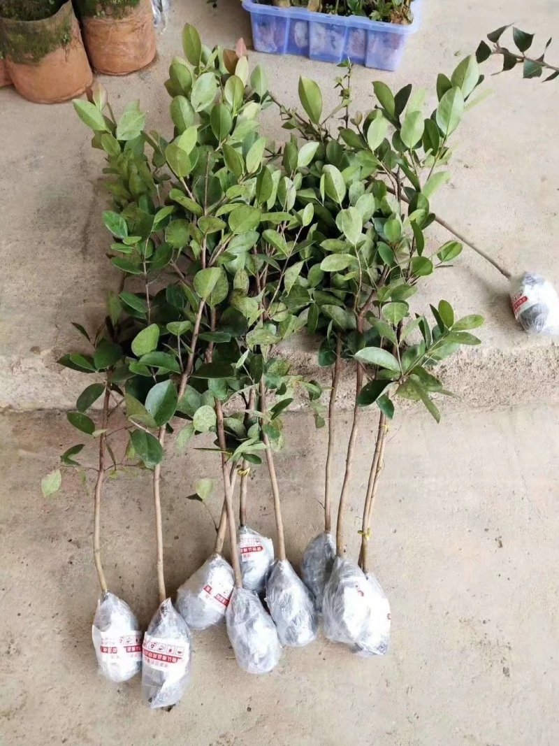 草莓番石榴树苗