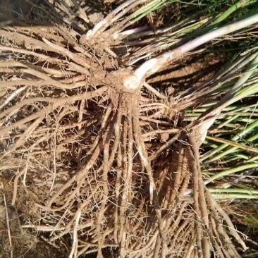 芦笋苗优质芦笋苗一年小苗蔬菜种苗白芦笋青芦笋
