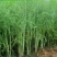 芦笋苗优质芦笋苗一年小苗蔬菜种苗白芦笋青芦笋