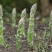 芦笋苗优质芦笋苗一年小苗蔬菜种苗白芦笋青芦笋