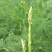 芦笋苗优质芦笋苗一年小苗蔬菜种苗白芦笋青芦笋