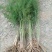 芦笋苗优质芦笋苗一年小苗蔬菜种苗白芦笋青芦笋
