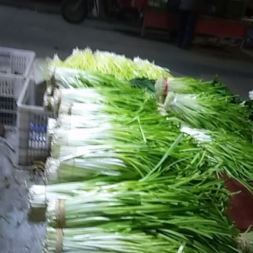 韭菜花韭黄批发