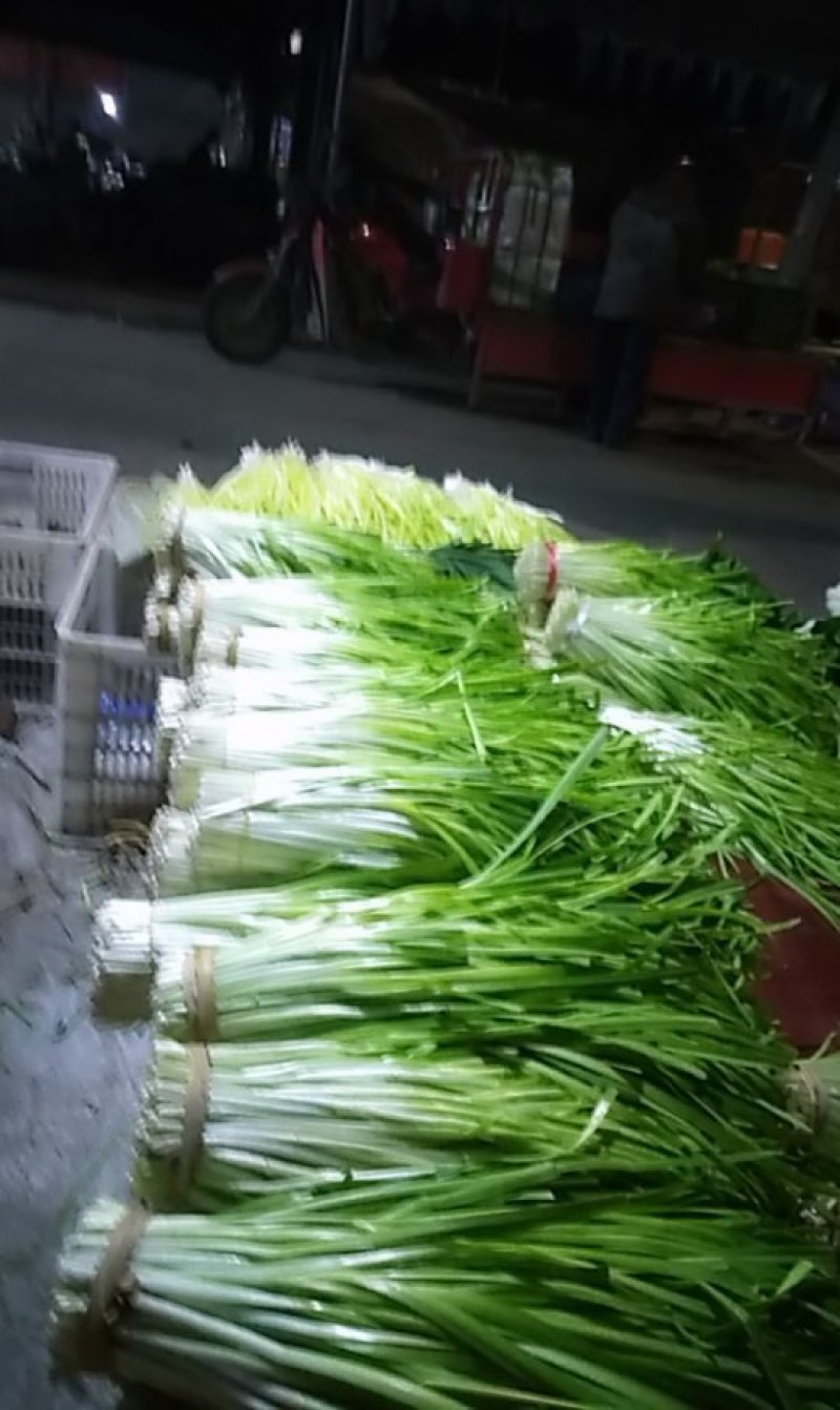韭菜花韭黄批发