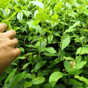 茶苗，绿茶，安吉白茶，黄金茶，奶白茶