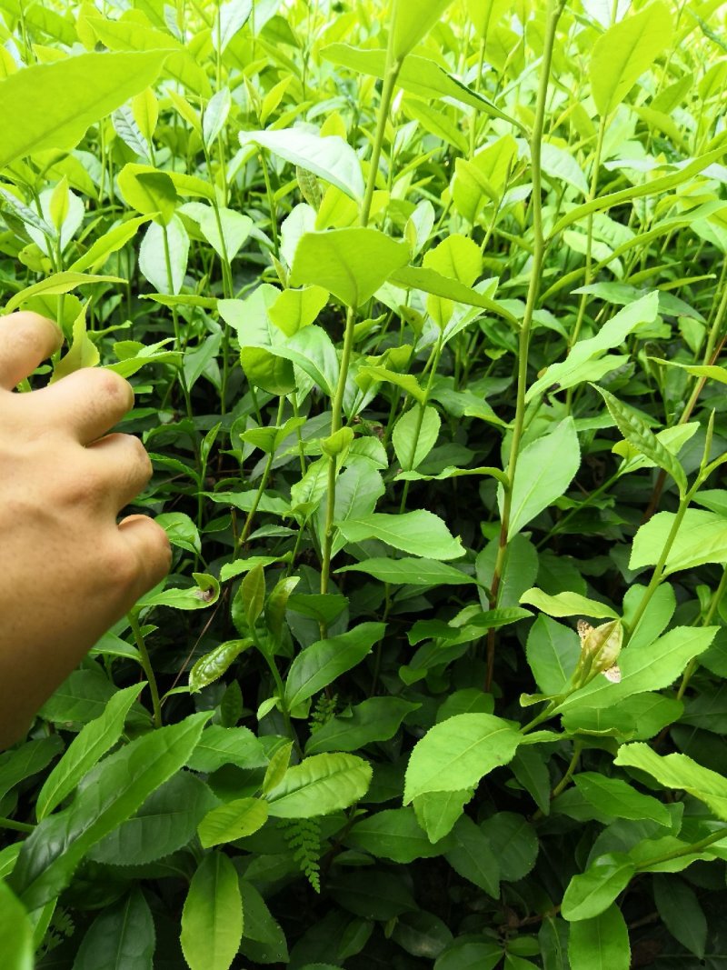 茶苗，绿茶，安吉白茶，黄金茶，奶白茶