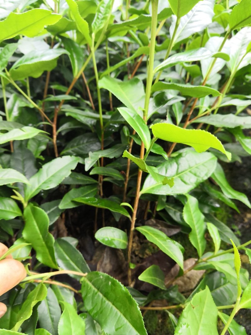 茶苗，绿茶，安吉白茶，黄金茶，奶白茶