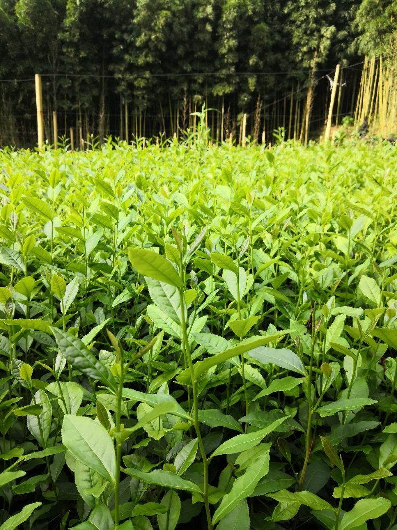 茶苗，绿茶，安吉白茶，黄金茶，奶白茶