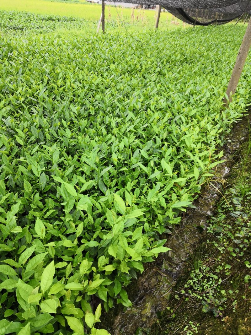 茶苗，绿茶，安吉白茶，黄金茶，奶白茶