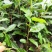 茶叶树苗，品种齐全，绿茶白茶黄金芽