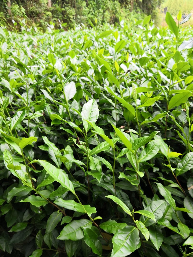 茶叶树苗，品种齐全，绿茶白茶黄金芽