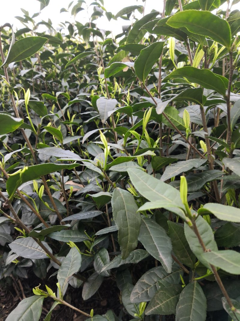茶叶树苗，品种齐全，绿茶白茶黄金芽