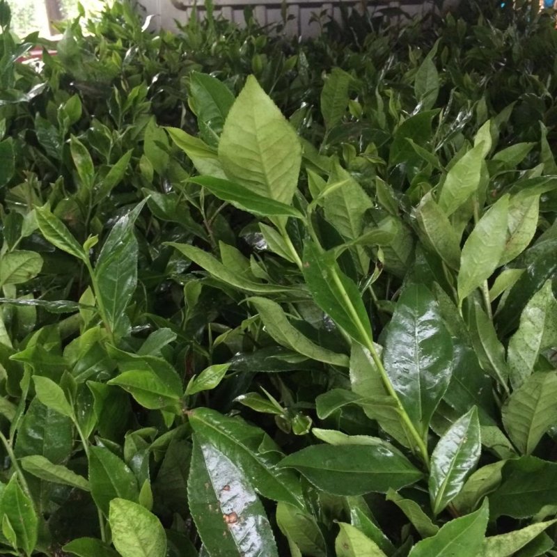 茶叶树苗，品种齐全，绿茶白茶黄金芽
