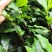 茶叶树苗，品种齐全，绿茶白茶黄金芽