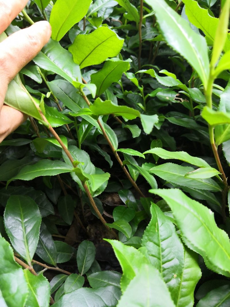茶叶树苗，品种齐全，绿茶白茶黄金芽