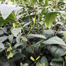 茶叶树苗，品种齐全，绿茶白茶黄金芽