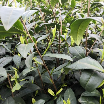 茶叶树苗，品种齐全，绿茶白茶黄金芽