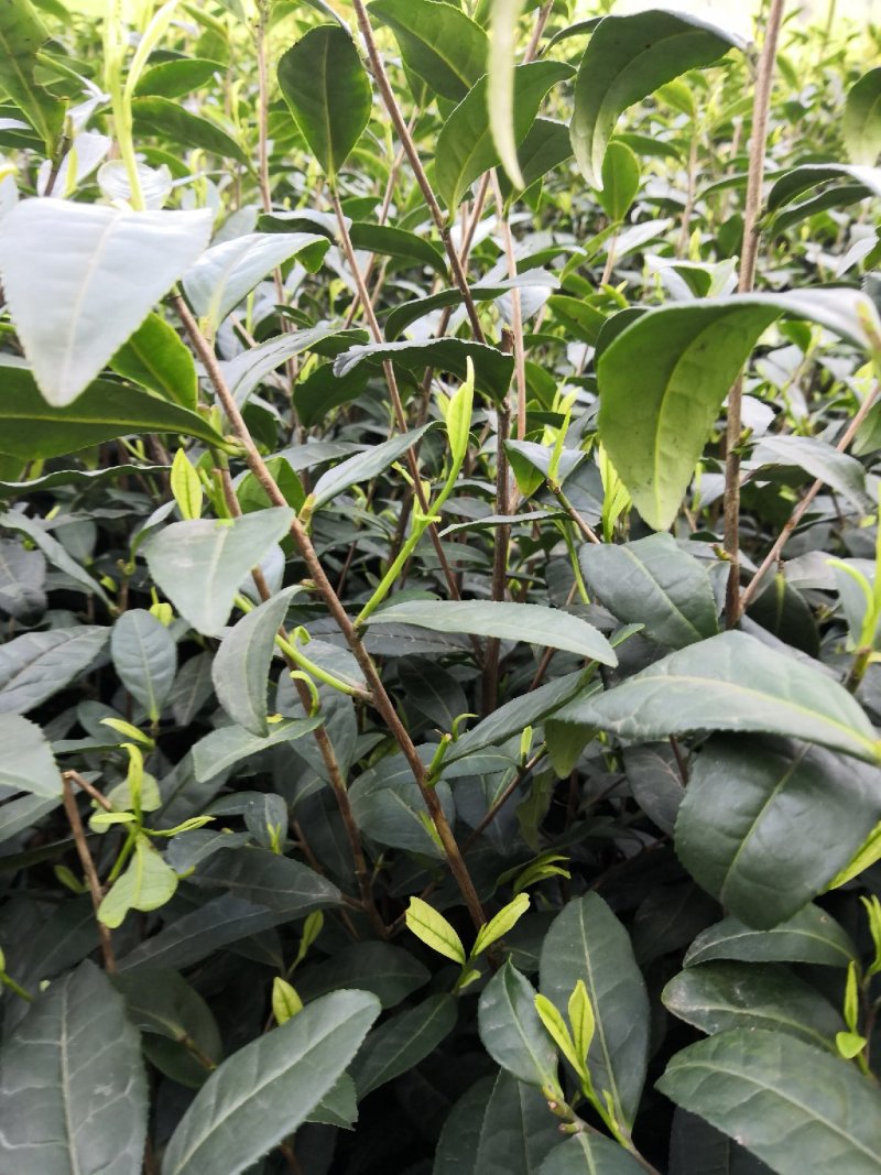 茶叶树苗，品种齐全，绿茶白茶黄金芽