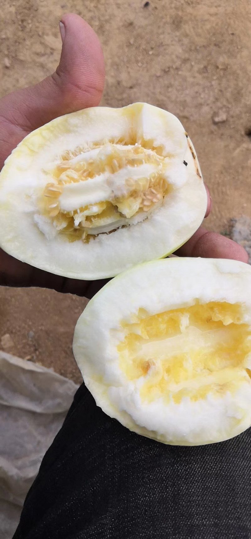 白玉甜瓜各种甜瓜大量上市