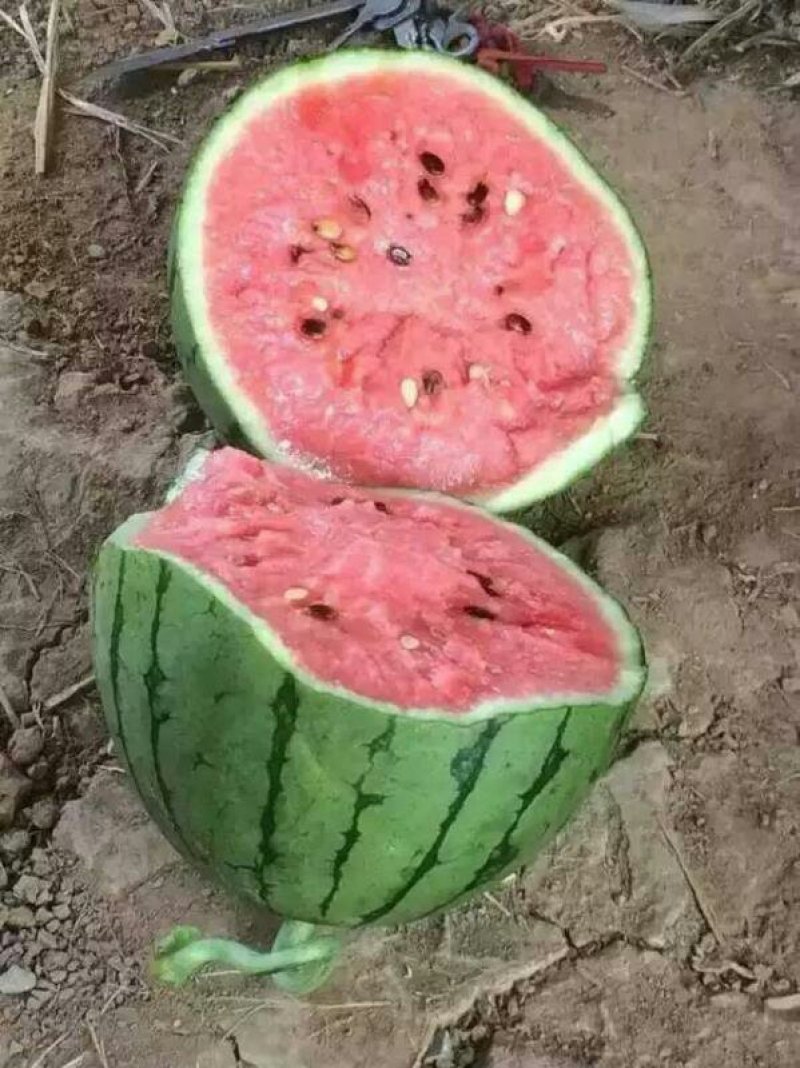 早春红玉西瓜大量上市熟度高口感好地头装瓜质量有保证
