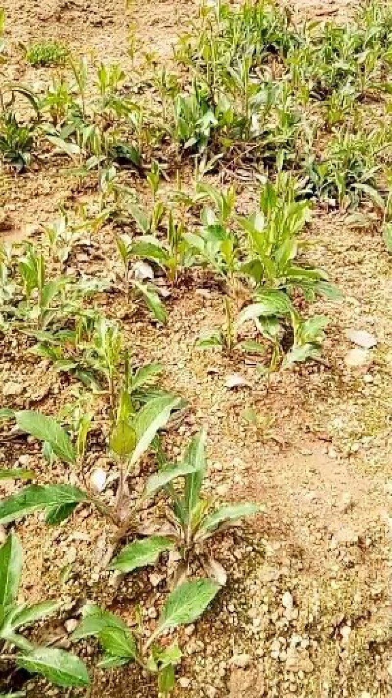 苍术苗