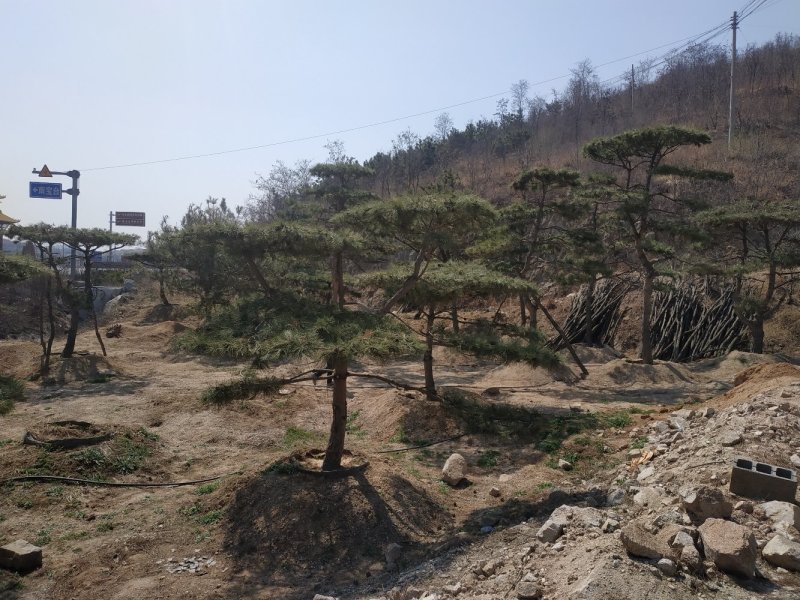 造型景松