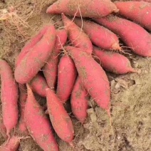 红薯苗