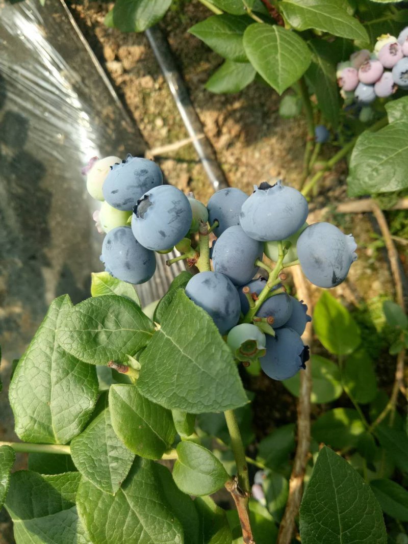 L11L251702优瑞卡薄雾珠宝绿宝石