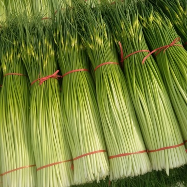 万亩白帽蒜苔