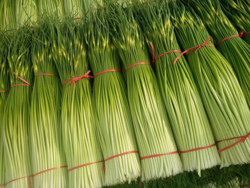 万亩白帽蒜苔