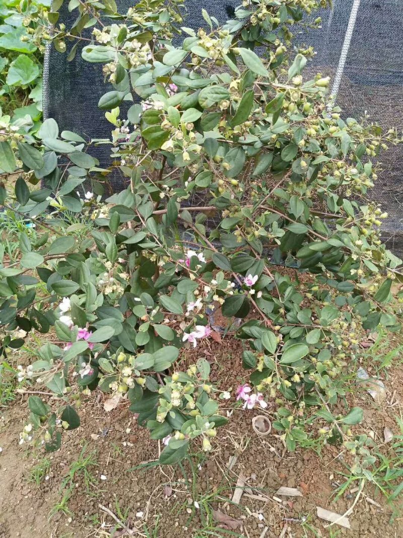 桃金娘苗山棯子树苗捻子苗稔子树苗野生岗棯苗南方北方盆栽阳