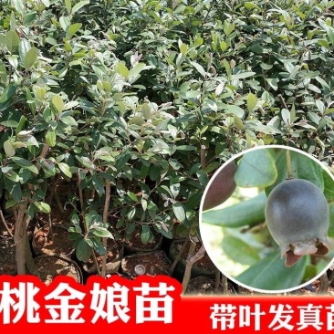 桃金娘苗山棯子树苗捻子苗稔子树苗野生岗棯苗南方北方盆栽阳
