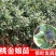 桃金娘苗山棯子树苗捻子苗稔子树苗野生岗棯苗南方北方盆栽阳
