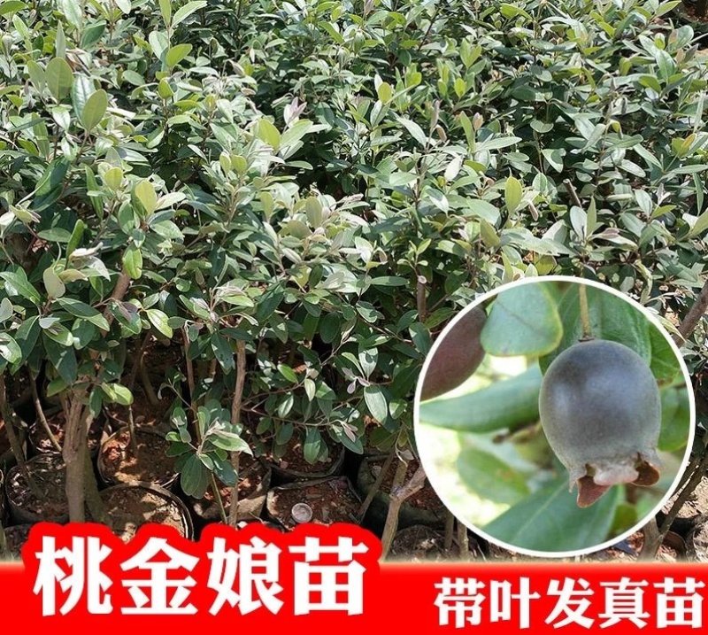桃金娘苗山棯子树苗捻子苗稔子树苗野生岗棯苗南方北方盆栽阳