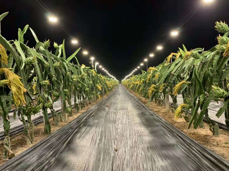 德裕农友除草布园艺地布防草布厂商源头直销