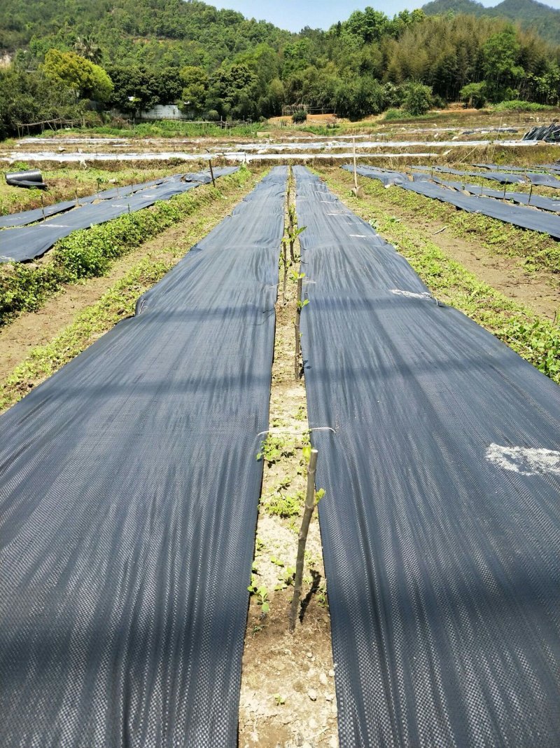 德裕农友除草布园艺地布防草布厂商源头直销