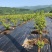 德裕农友除草布园艺地布防草布厂商源头直销