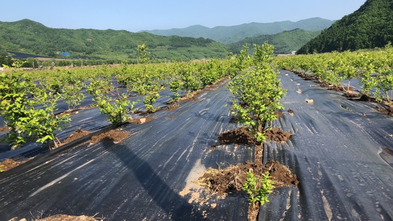 德裕农友除草布园艺地布防草布厂商源头直销