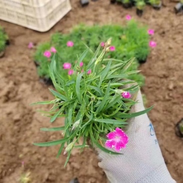 欧石竹