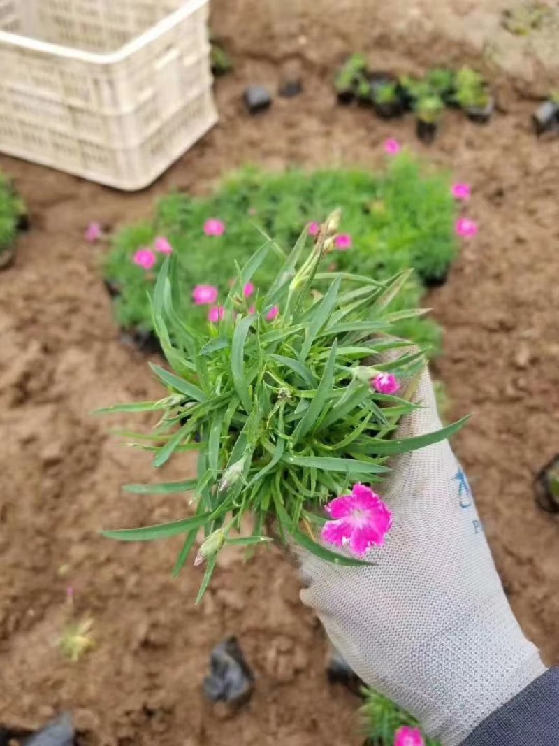 欧石竹