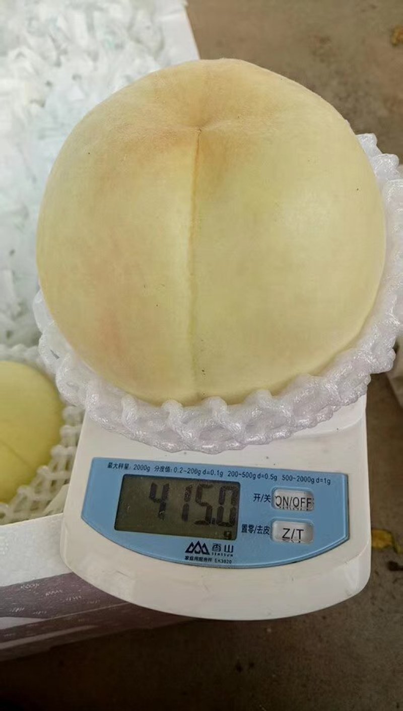 新沂精品水蜜桃即将上市