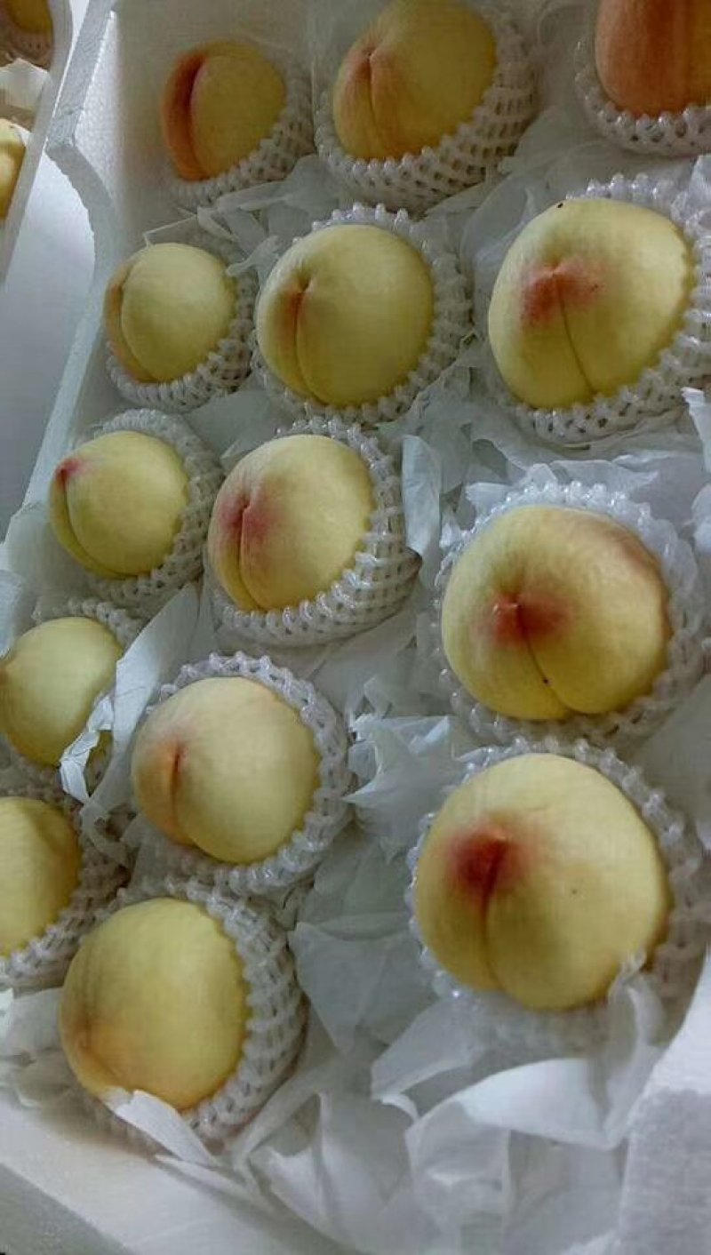 新沂精品水蜜桃即将上市