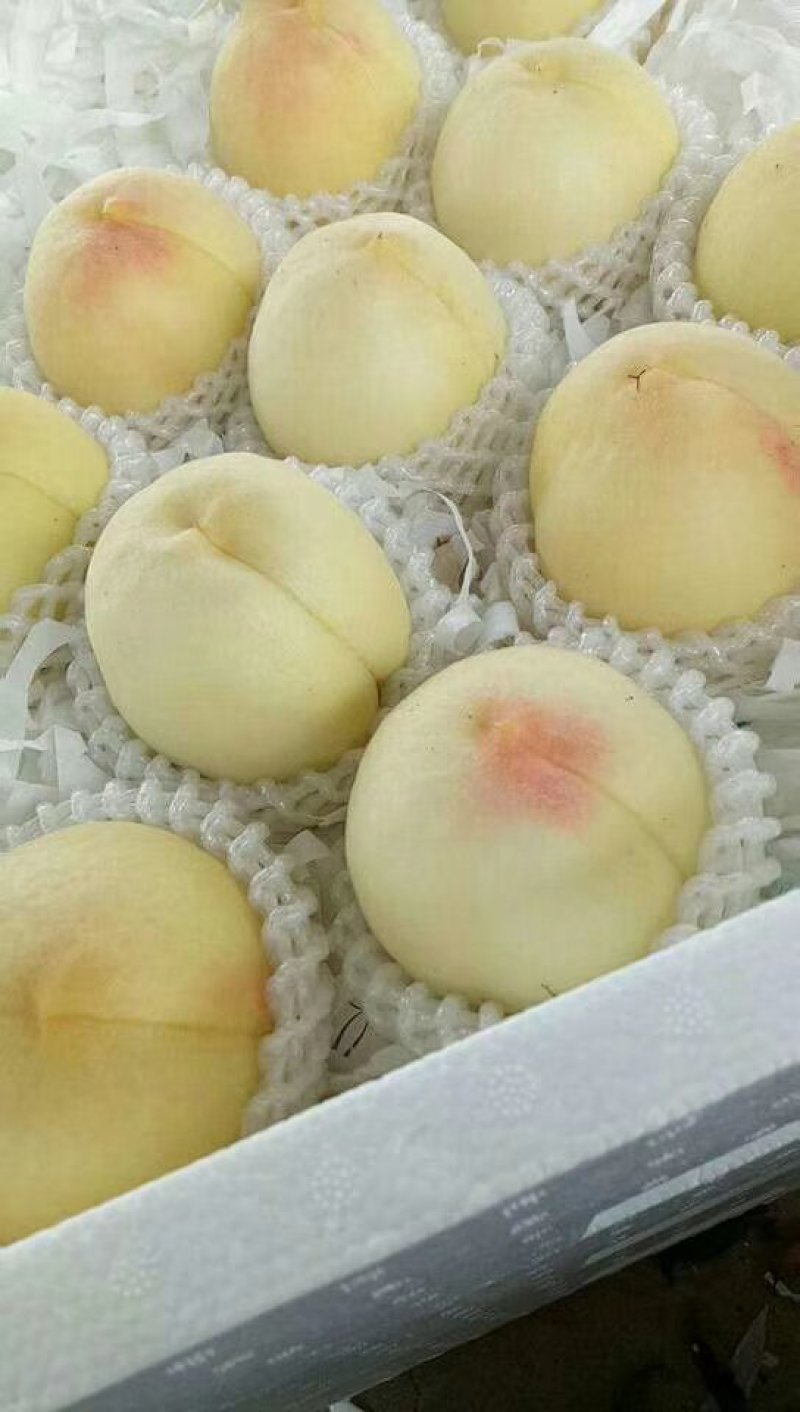 新沂精品水蜜桃即将上市