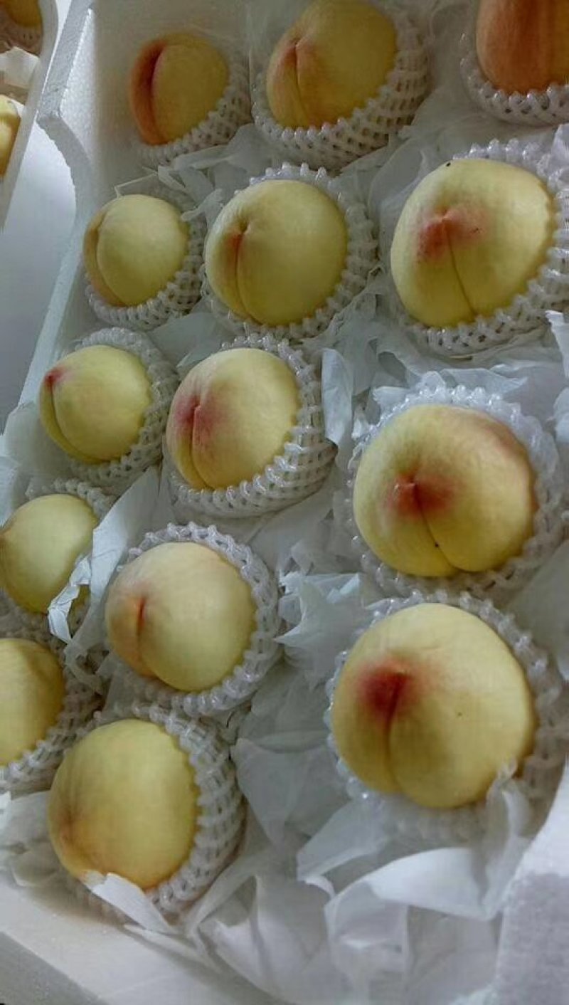 新沂精品水蜜桃即将上市