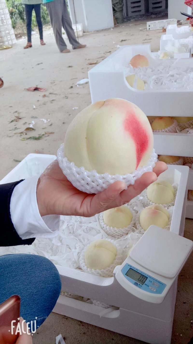 新沂精品水蜜桃即将上市