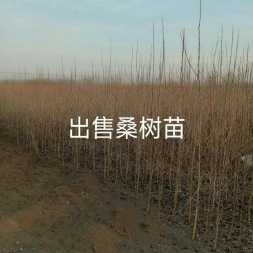 桑树小苗桑葚小苗野生树种