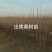 桑树小苗桑葚小苗野生树种