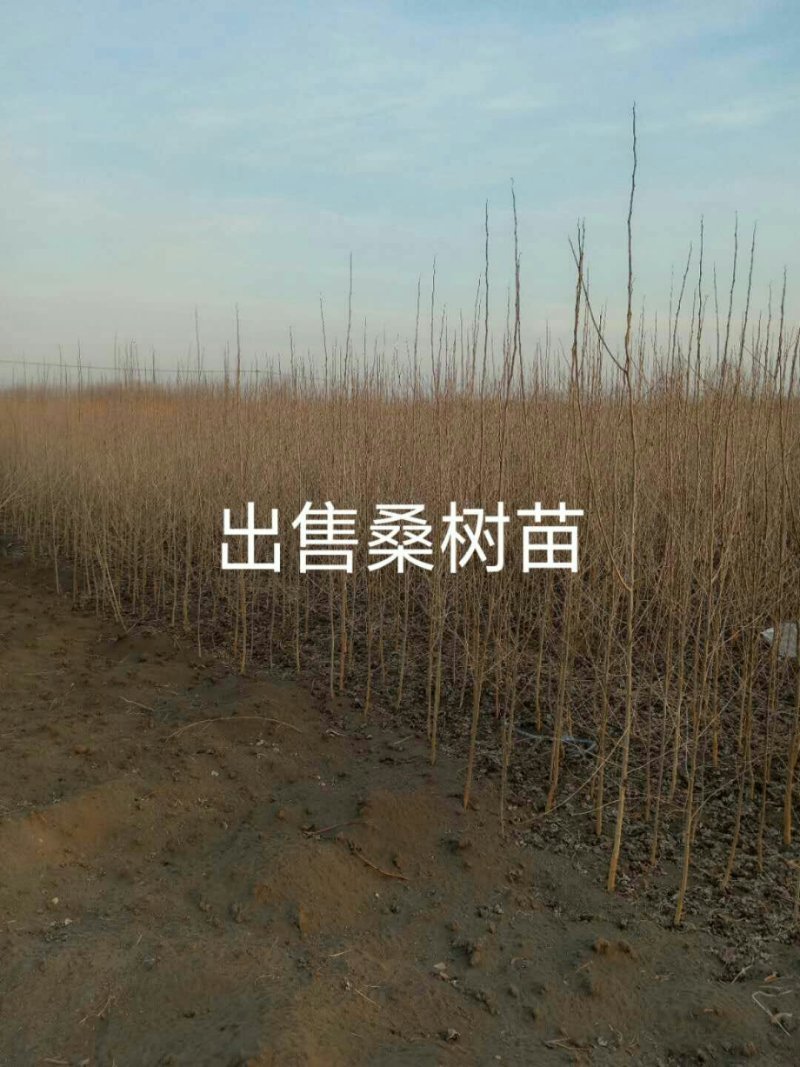 桑树小苗桑葚小苗野生树种